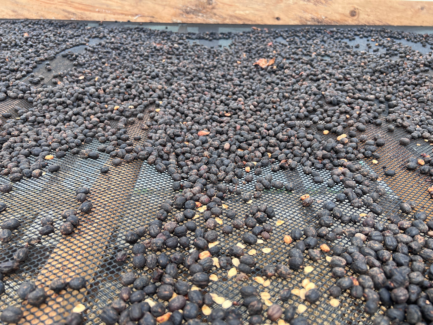 Gesha Natural and Sun-dried (5Lb)