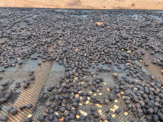 Gesha Natural and Sun-dried (5Lb)